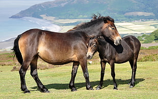 brown and black horse HD wallpaper